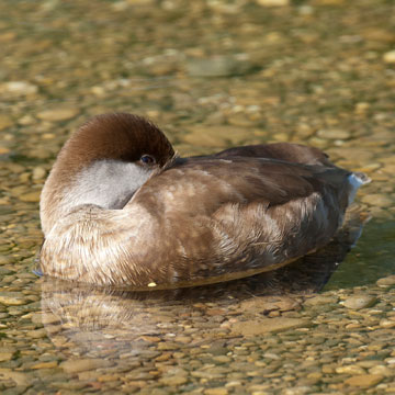 Red-crested Pochard
