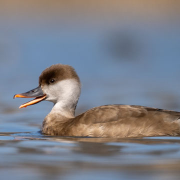 Red-crested Pochard