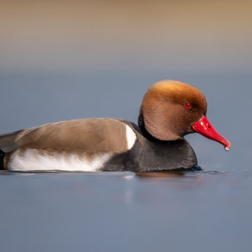 Red-crested Pochard