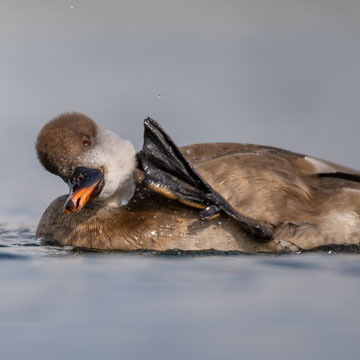 Red-crested Pochard