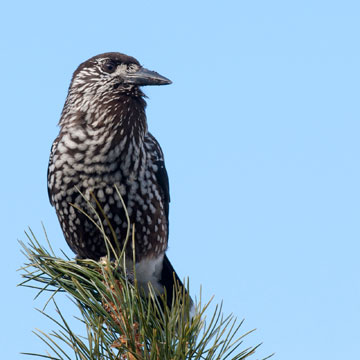Northern Nutcracker
