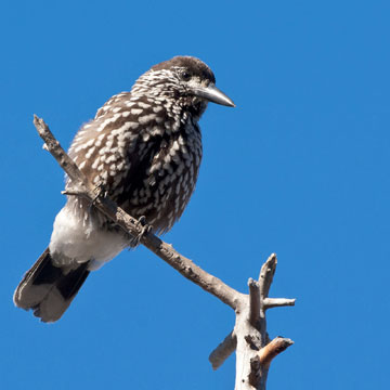 Northern Nutcracker