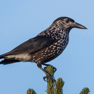 Northern Nutcracker
