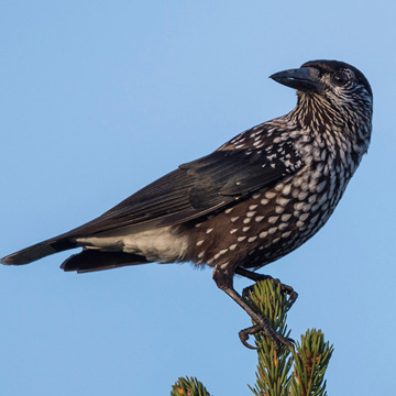 Northern Nutcracker