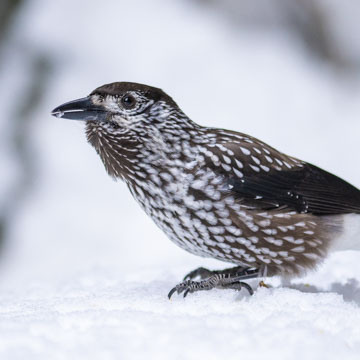 Northern Nutcracker