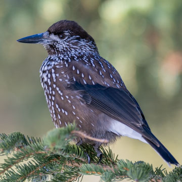 Northern Nutcracker