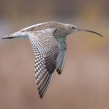 Eurasian Curlew