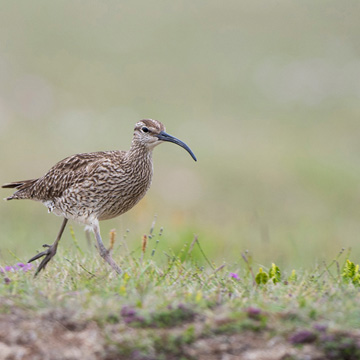 Eurasian Whimbrel