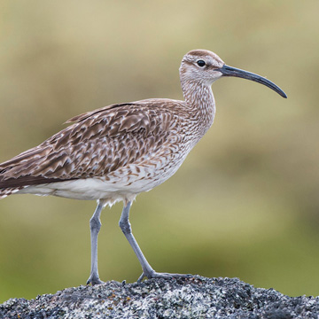 Eurasian Whimbrel