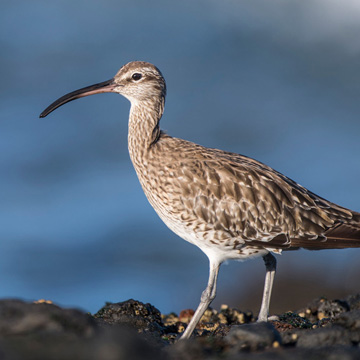 Eurasian Whimbrel