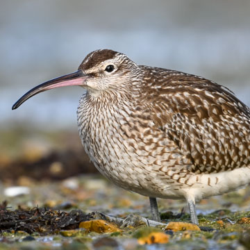 Eurasian Whimbrel