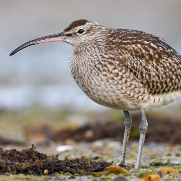 Eurasian Whimbrel