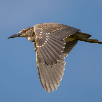 Black-crowned Night Heron