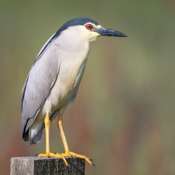 Black-crowned Night Heron