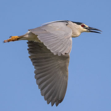 Black-crowned Night Heron