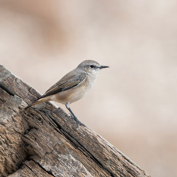 Red-tailed Wheatear