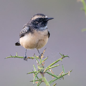 Cyprus Wheatear