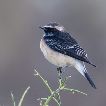 Cyprus Wheatear