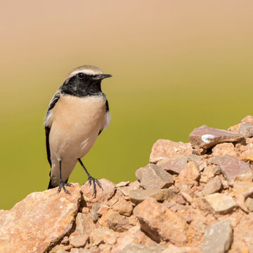Desert Wheatear
