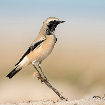 Desert Wheatear