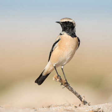 Desert Wheatear