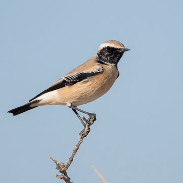 Desert Wheatear