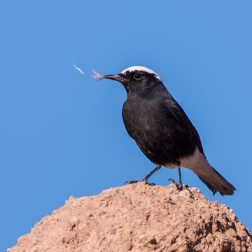 White-crowned Wheatear