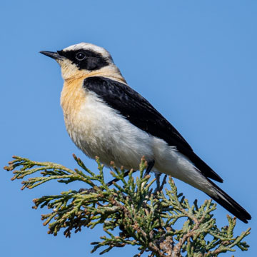 Eastern Black-eared Wheatear