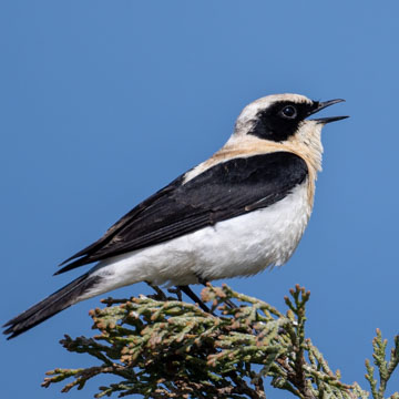 Eastern Black-eared Wheatear