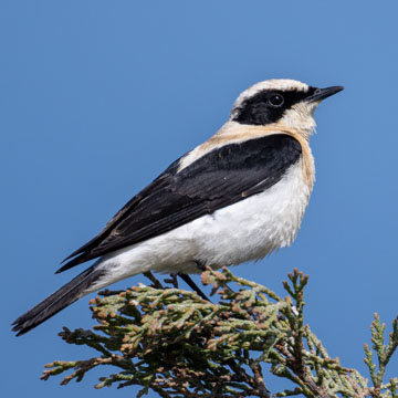 Eastern Black-eared Wheatear