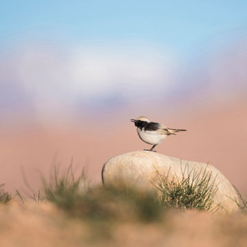 Red-rumped Wheatear
