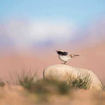 Red-rumped Wheatear