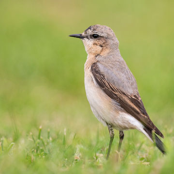 Northern Wheatear