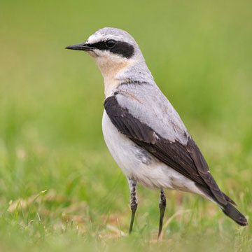 Northern Wheatear