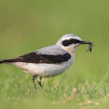 Northern Wheatear