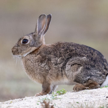 European rabbit