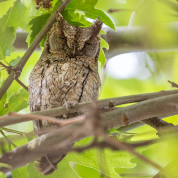 Eurasian Scops Owl