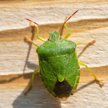 Green Shield Bug