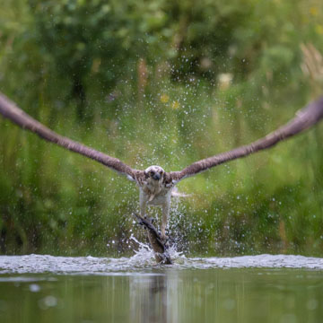 Osprey