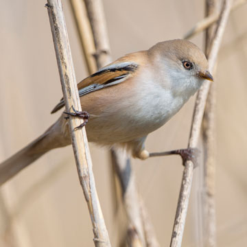 Bearded Reedling