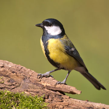 Great Tit