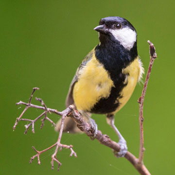 Great Tit