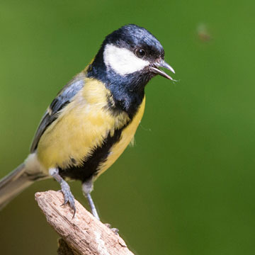 Great Tit