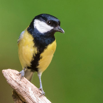 Great Tit