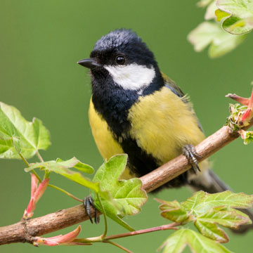 Great Tit