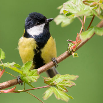 Great Tit