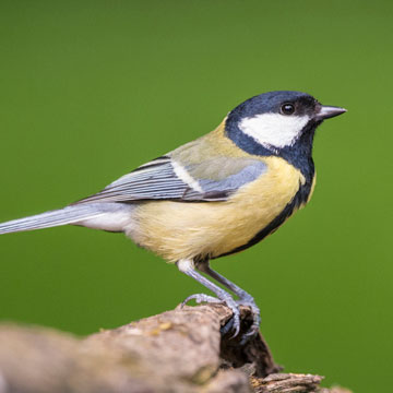 Great Tit