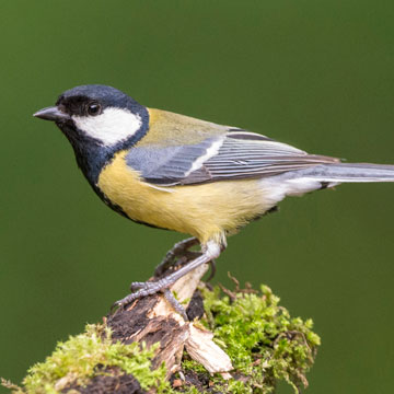 Great Tit