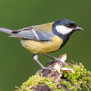 Great Tit