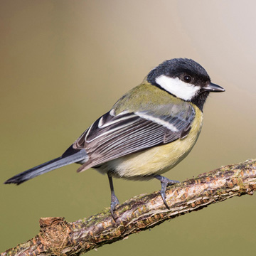 Great Tit